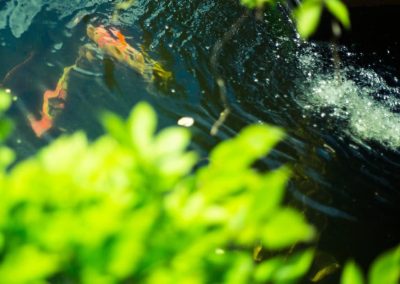 Garden pond at The Thatched Cottage in Bramshaw