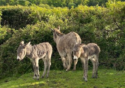 New Forest donkeys near The Thatched Cottage in Bramshaw