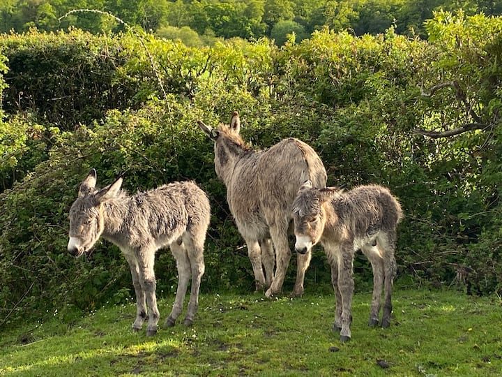 New Forest donkeys near The Thatched Cottage in Bramshaw