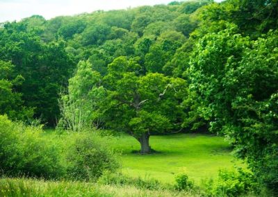 New Forest meadow near The Thatched Cottage in Bramshaw
