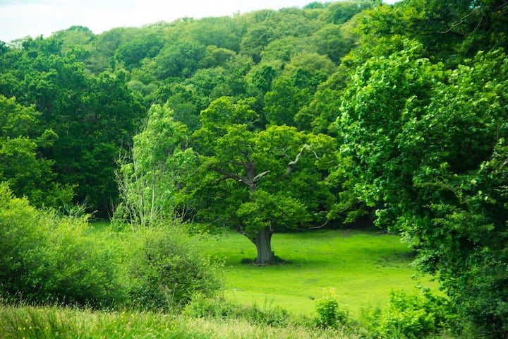 New Forest meadow near The Thatched Cottage in Bramshaw