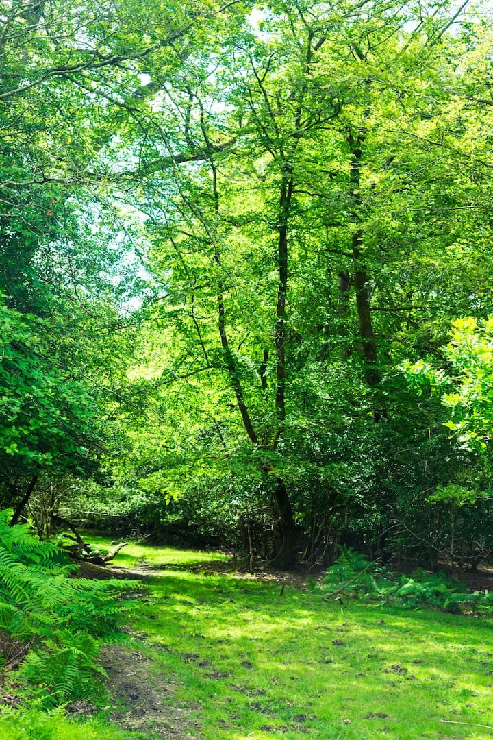 Woodland in the New Forest near Bramshaw
