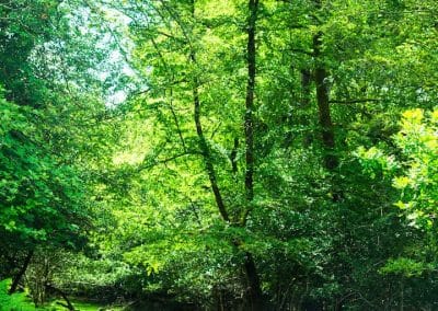 Woodland near The Thatched Cottage in the New Forest